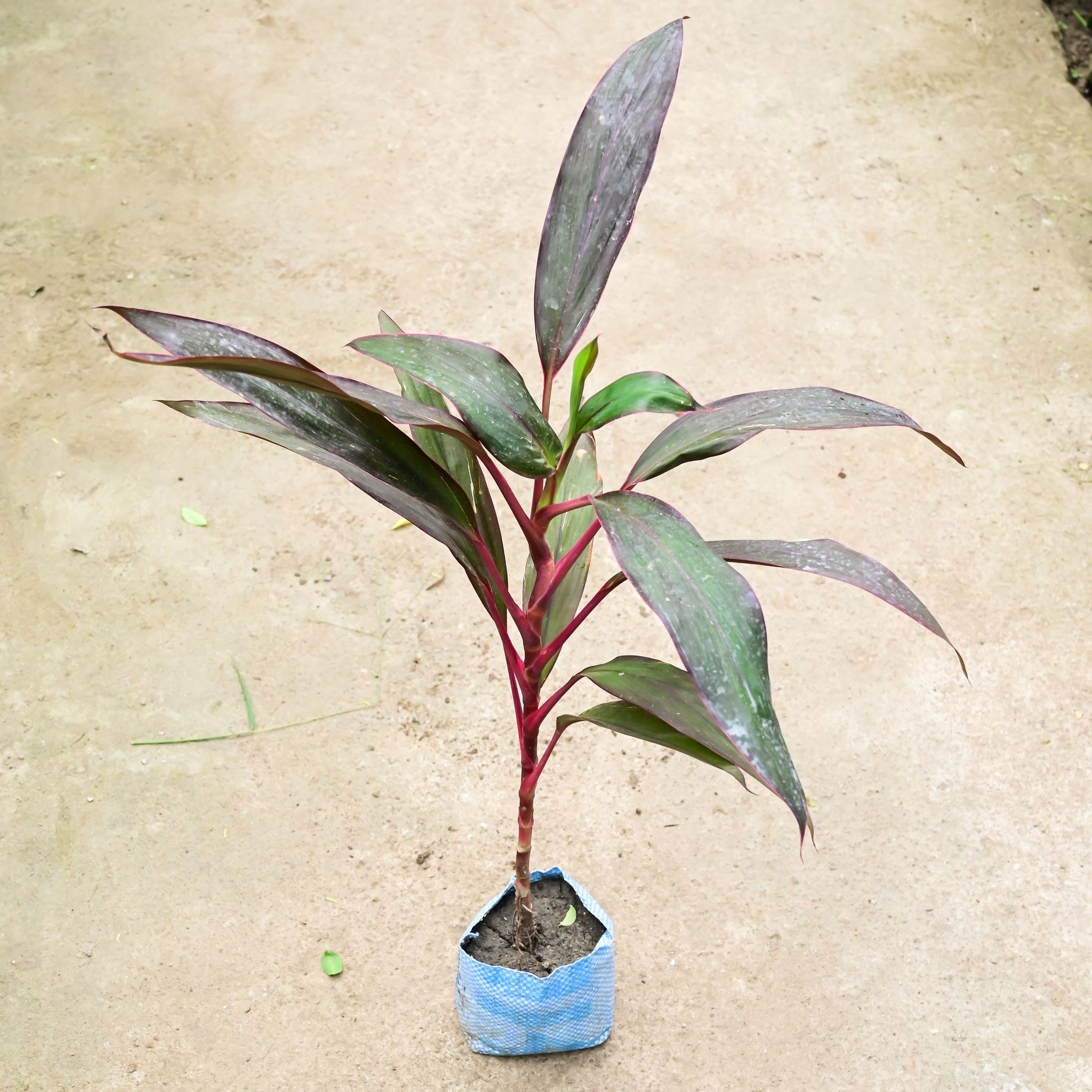 Air Purifying - Dracaena Mahatma (~ 2 Ft) in 4 Inch Nursery Bag