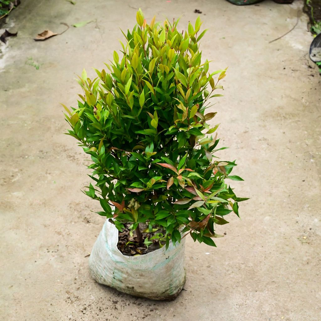 Buy Syzygium / Christina Ficus in 10 Inch Nursery Bag Online | Urvann.com Syzygium / Christina Ficus in 10 Inch Nursery Bag
