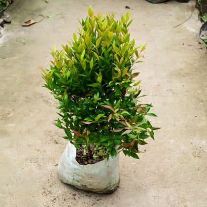 Buy Syzygium / Christina Ficus in 10 Inch Nursery Bag Online | Urvann.com