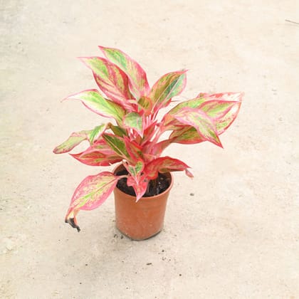 Buy Aglaonema Lipstick in 6 Inch Nursery Pot Online | Urvann.com