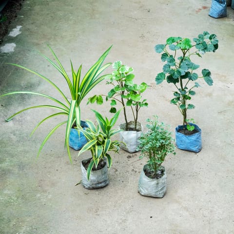 Set Of 5 - (Pandanus, Song Of India, Aralia Apple Leaf, Aralia Butterfly & Aralia Variegated) in 4 Inch Nursery Bag