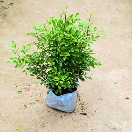 Buy Madhu Kamini / Murraya (Bushy) in 10 Inch Nursery Bag Online | Urvann.com