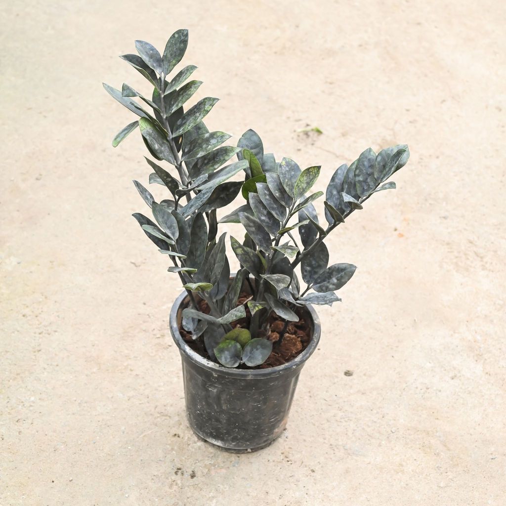 Buy Zz Black in 6 Inch Nursery Pot Online | Urvann.com Zz Black in 6 Inch Nursery Pot