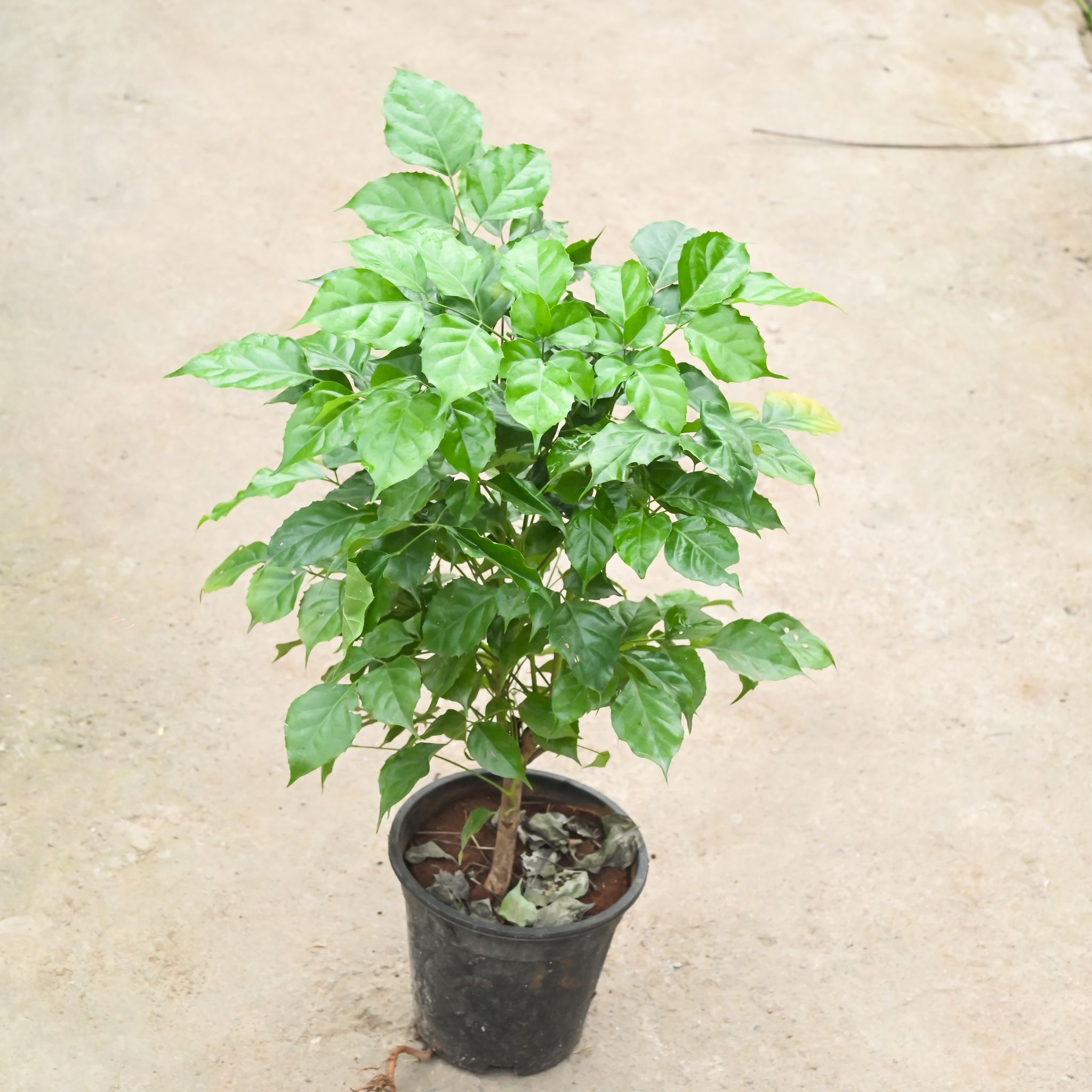 Air Purifying - Radermachera / China Doll (Bushy) in 6 Inch Nursery Pot