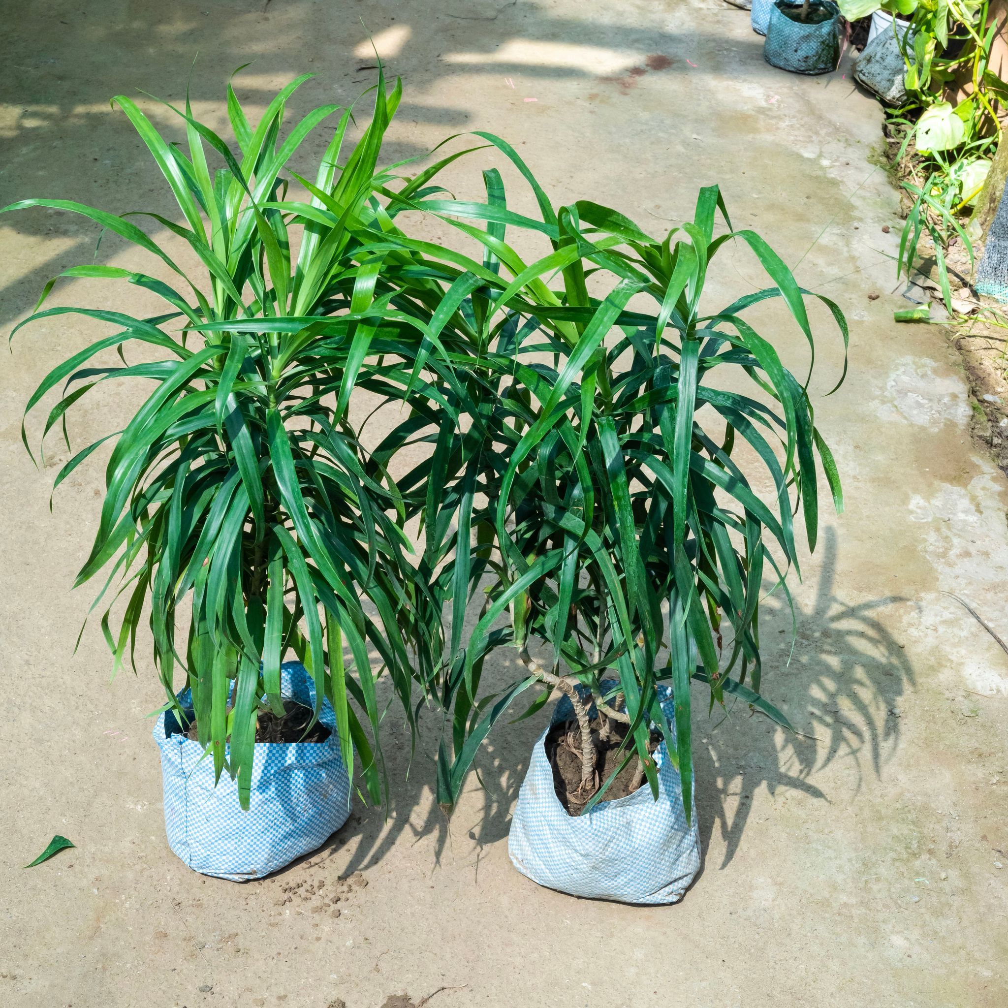 Set Of 2 - Dracaena Green (~ 1.5 Ft) in 6 Inch Nursery Bag