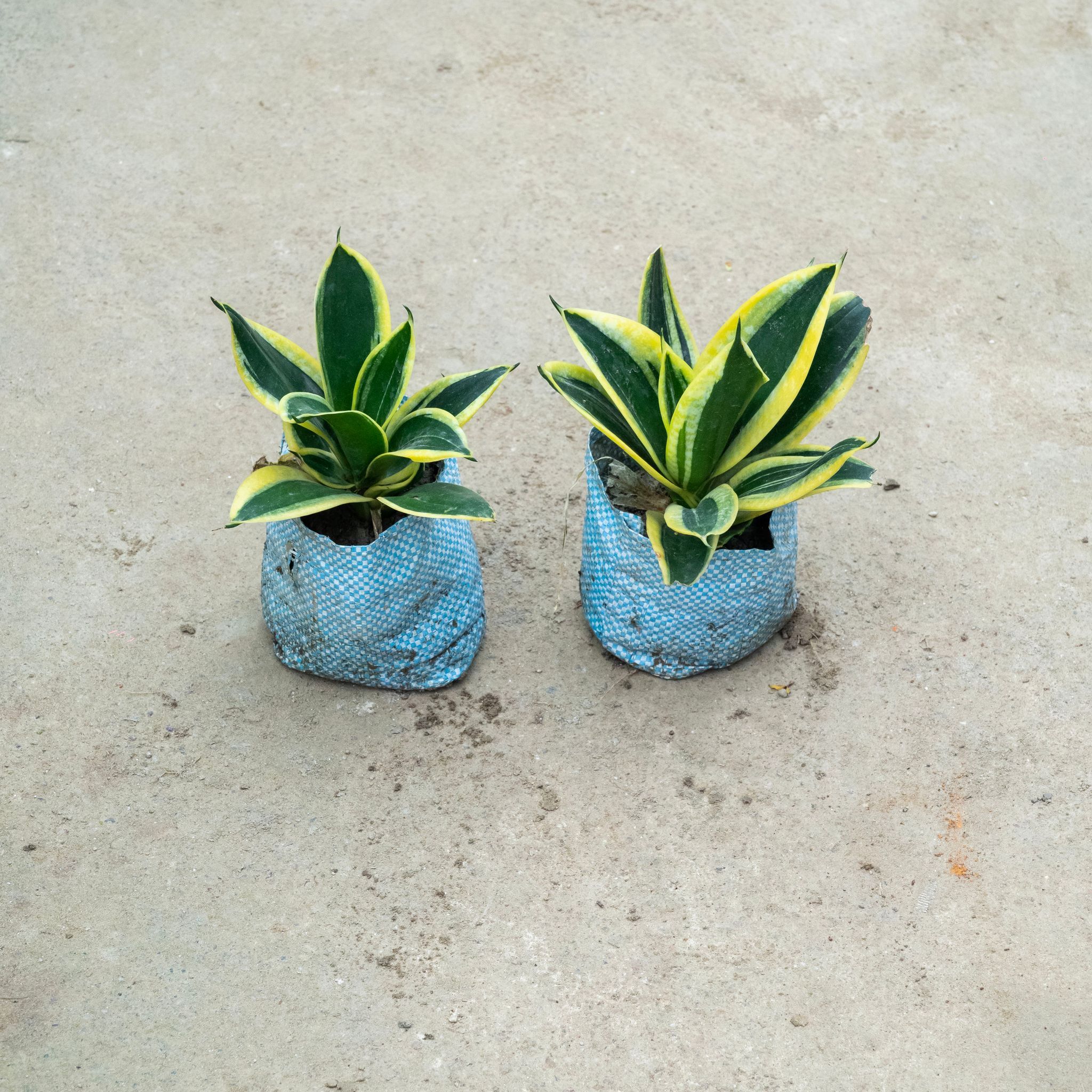 Set Of 2 - Snake Dwarf Variegated in 4 Inch Nursery Bag