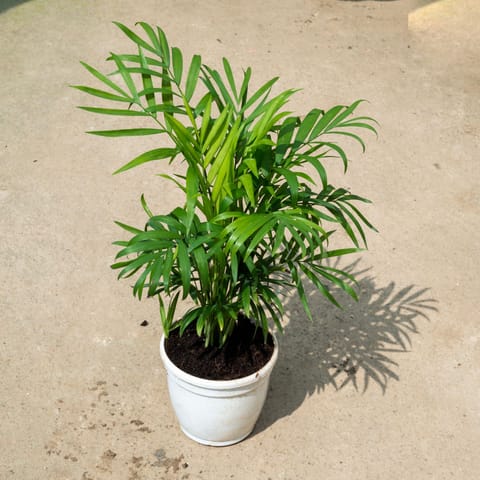 Chameadorea Palm (Bushy) in 5 Inch White Nursery Pot