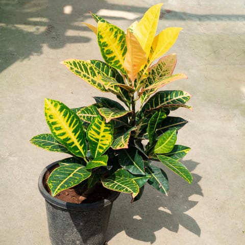 Air Purifying - Set Of 2 - Croton Petra (~ 2 Ft) in 8 Inch Live Plant Nursery Pot
