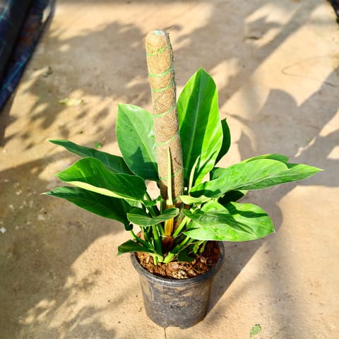 Air Purifying - Philodendron Green with 3 Ft Moss Stick in 9 Inch Live Plant Nursery Pot