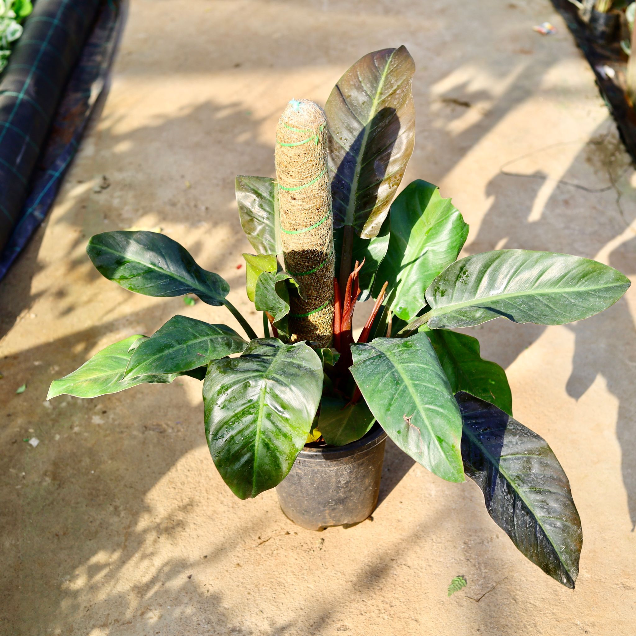 Philodendron Black with 3 Ft Moss Stick in 9 Inch Nursery Pot