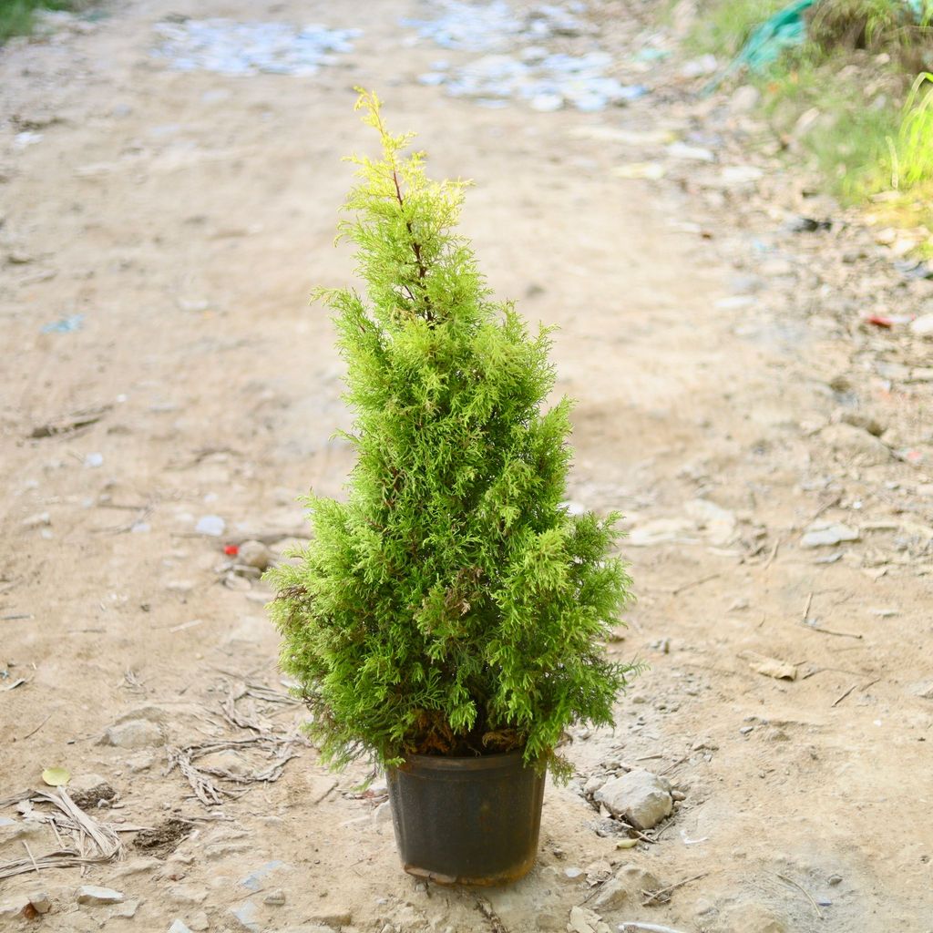 Buy Cypress Golden (~ 3 Ft) in 12 Inch Nursery Pot Online | Urvann.com Cypress Golden (~ 3 Ft) in 12 Inch Nursery Pot