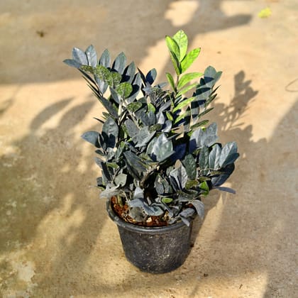Buy Zz Black in 8 Inch Nursery Pot Online | Urvann.com