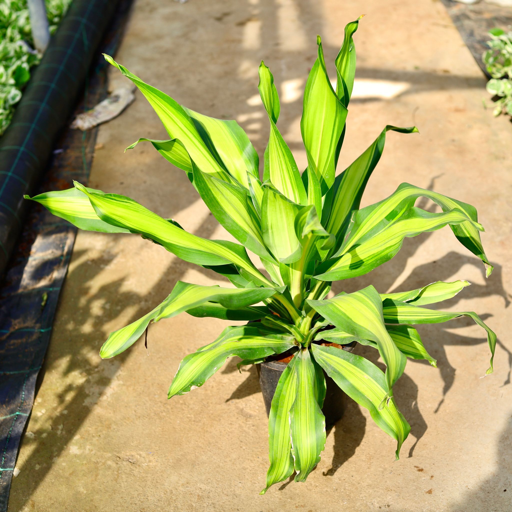 Dracaena Dara Singh in 8 Inch Nursery Pot