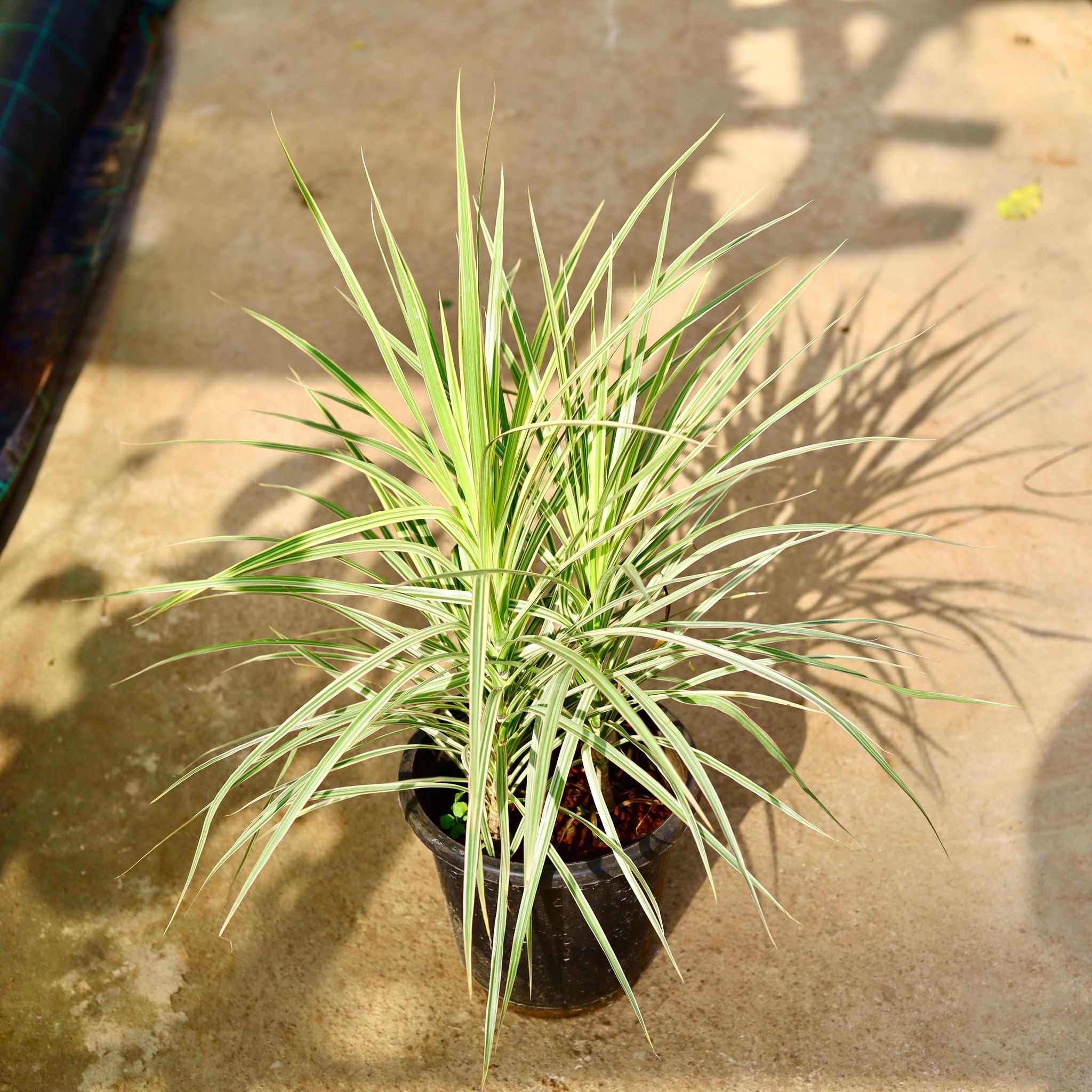 Dracaena Chloroma White in 8 Inch Nursery Pot