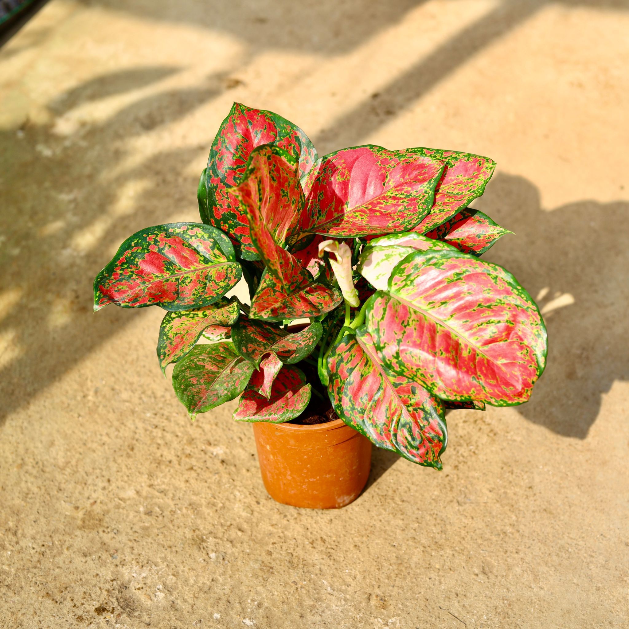 Air Purifying - Aglaonema Red in 6 Inch Nursery Pot