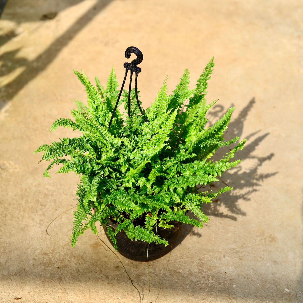 Buy Fern Green in 8 Inch Black Hanging Basket Online | Urvann.com Fern Green in 8 Inch Black Hanging Basket