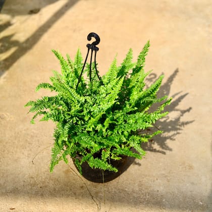 Buy Fern Green in 8 Inch Black Hanging Basket Online | Urvann.com