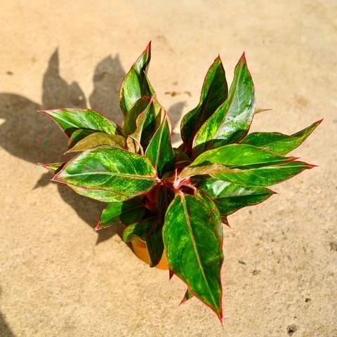 Air Purifying - Aglaonema Lipstick in 6 Inch Nursery Pot