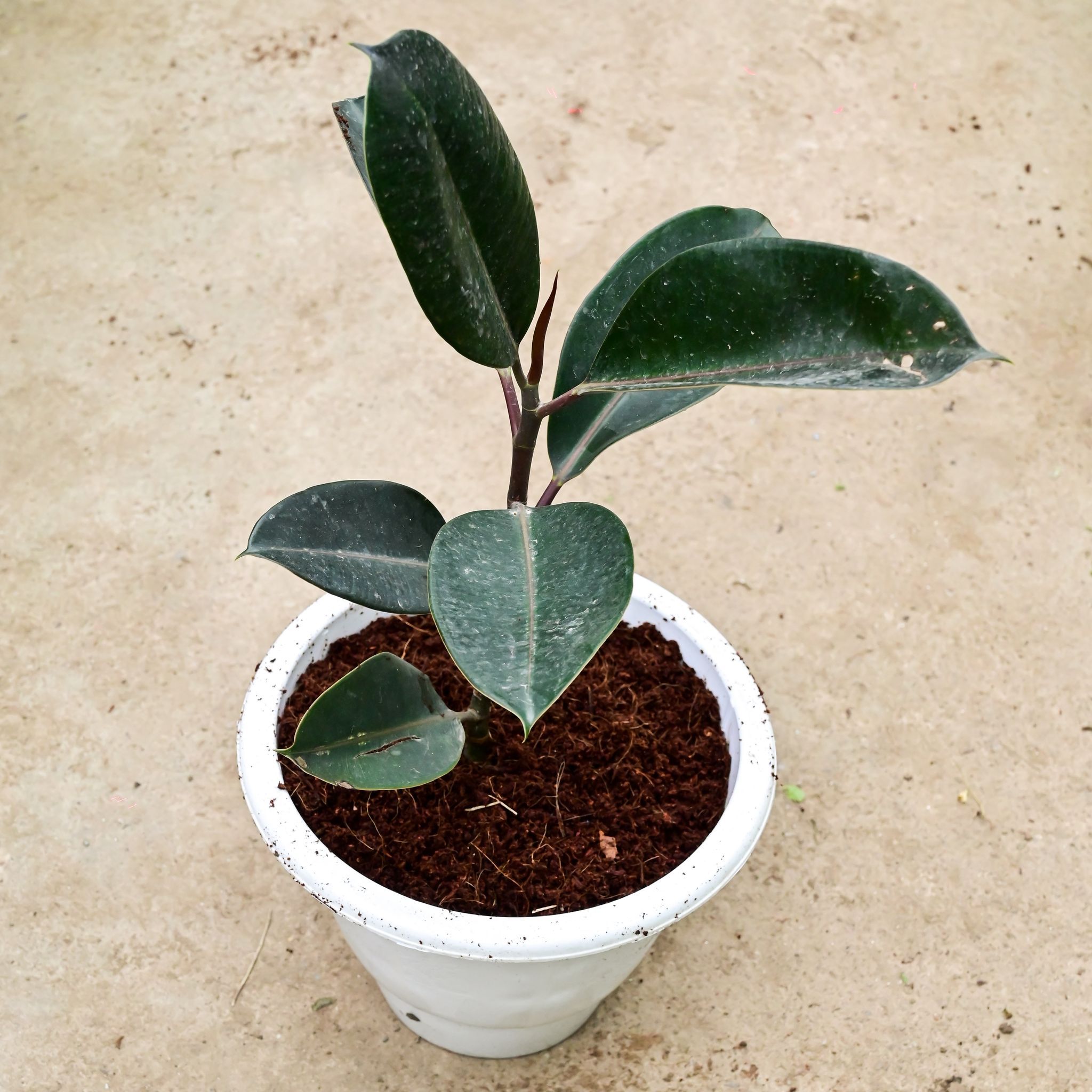 Rubber Black (~ 1.5 Ft) in 10 Inch White Classy Plastic Pot