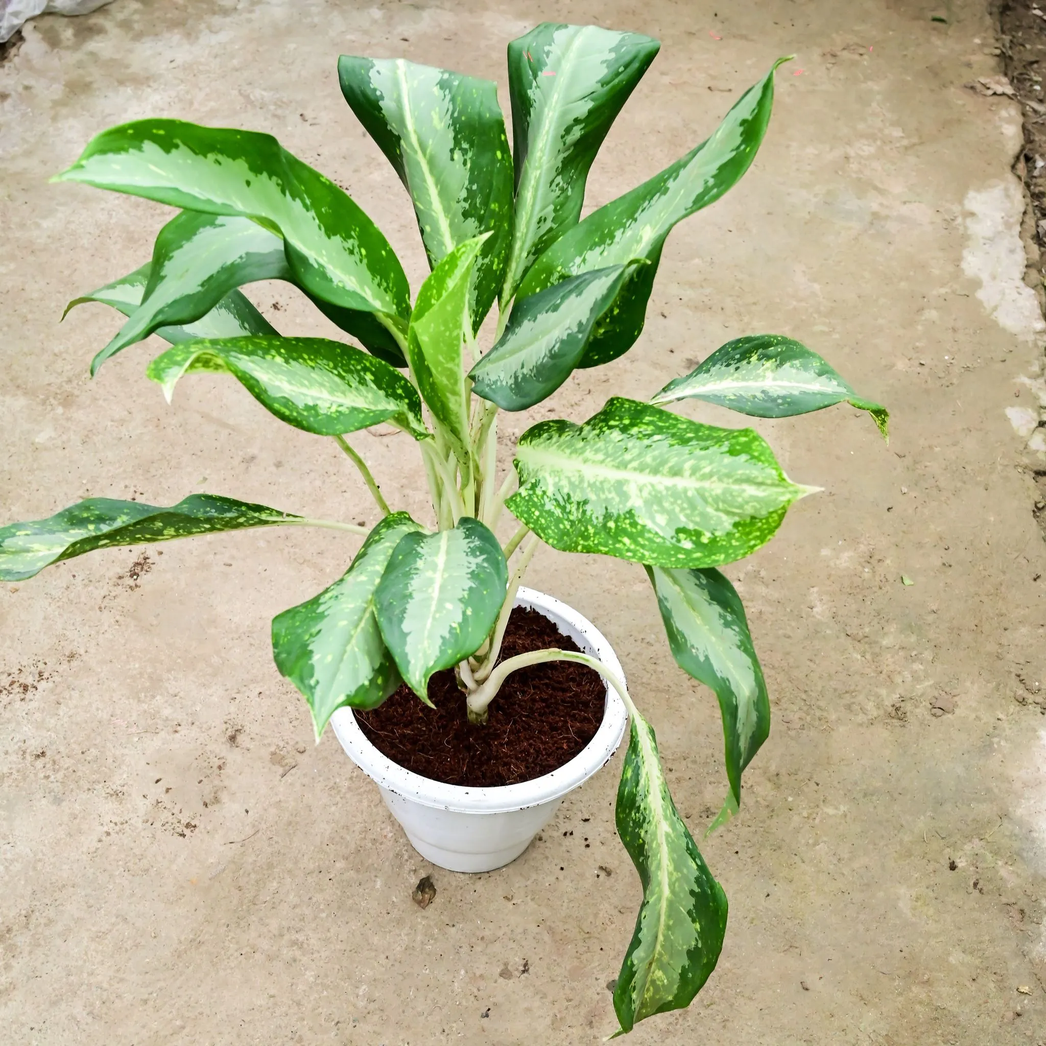 Aglaonema Dove (~ 2 Ft) in 10 Inch White Classy Plastic Pot