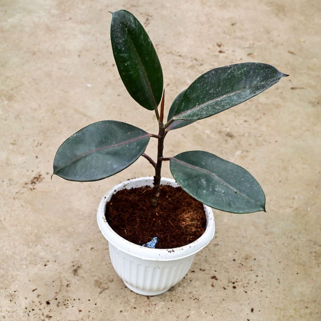 Rubber Black in 8 Inch White Olive Plastic Pot
