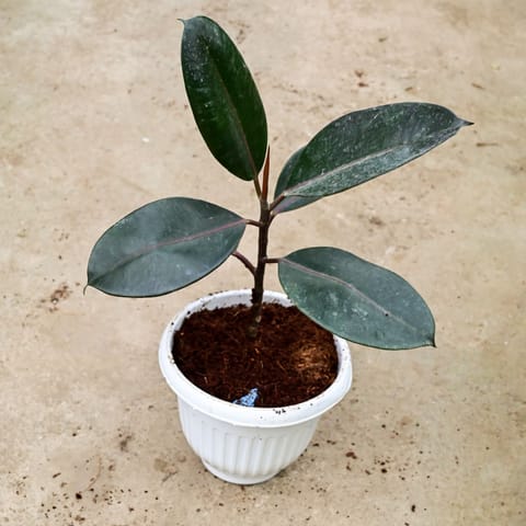 Air Purifying - Rubber Black in 8 Inch White Olive Plastic Pot