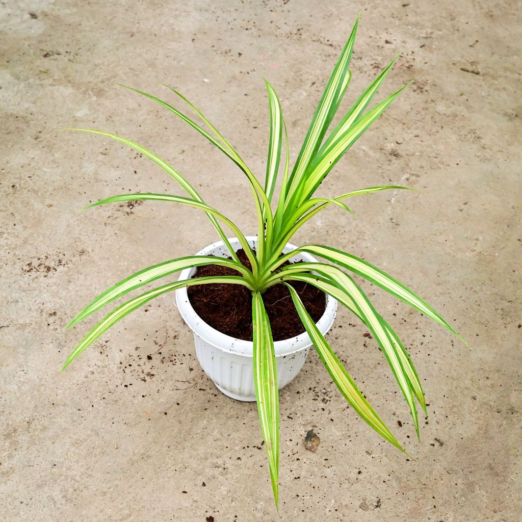 Buy Pandanus in 8 Inch White Olive Plastic Pot Online | Urvann.com Pandanus / Screwpine in 8 Inch White Olive Plastic Pot