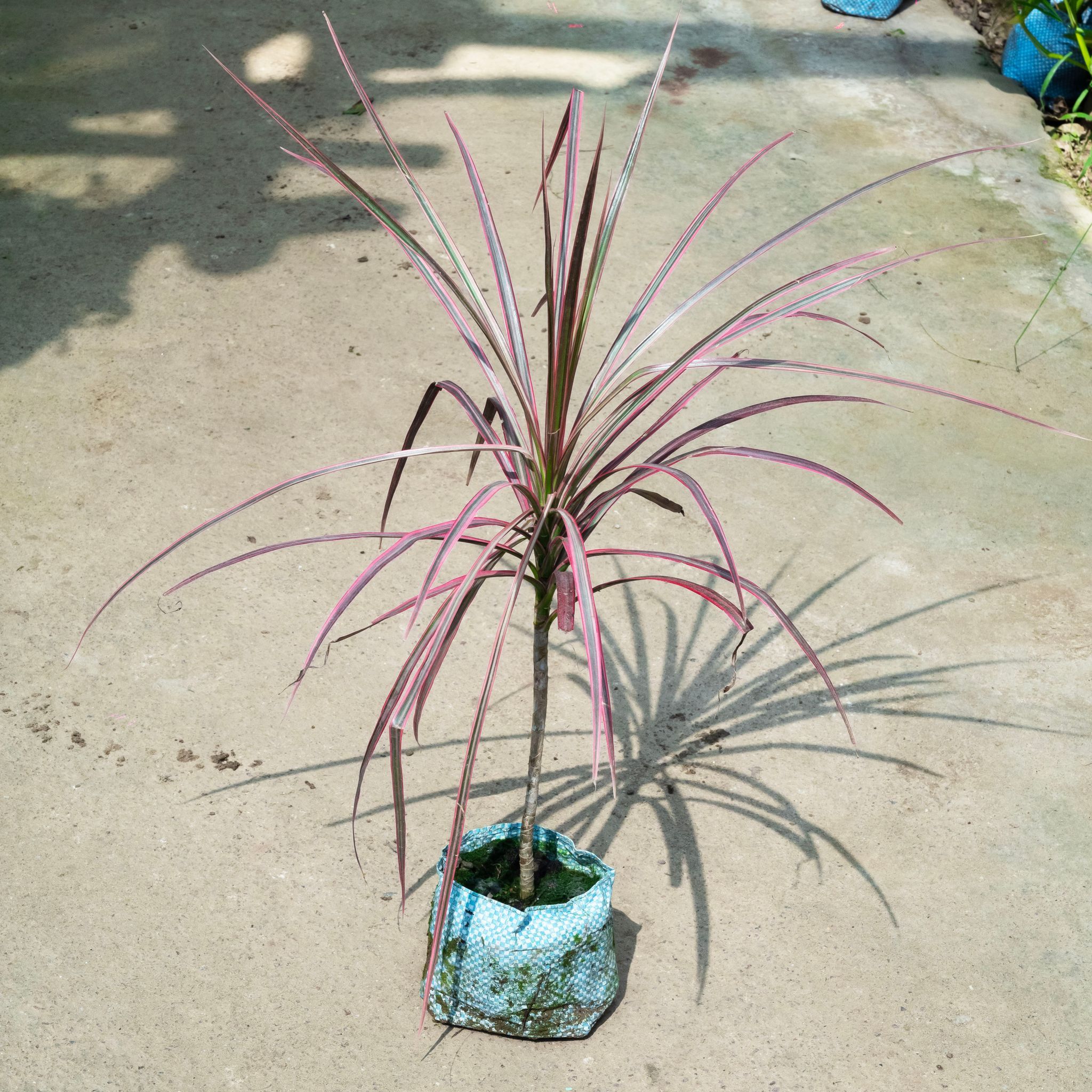 Dracaena Colorama / Marginata Red in 4 Inch Nursery Bag