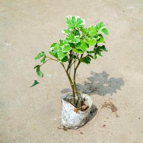 Aralia Apple Leaf in 4 Inch Nursery Bag