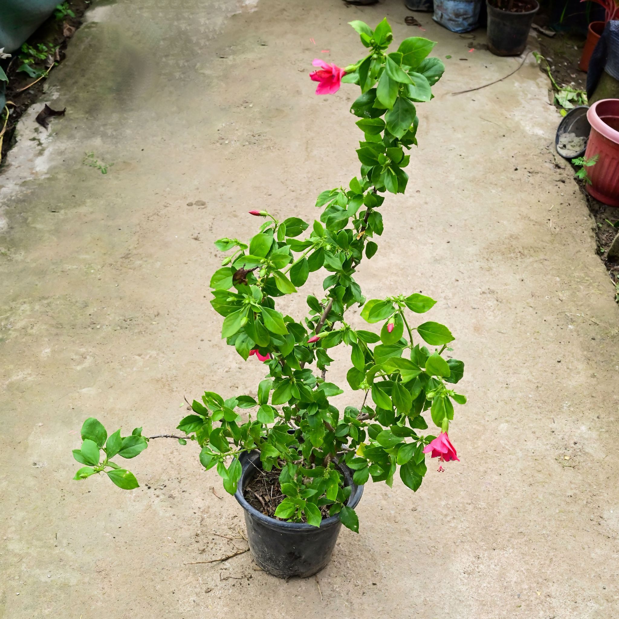 Hibiscus / Gudhal High Choice (Any Colour) (~ 1.5 Ft) in 8 Inch Nursery Pot