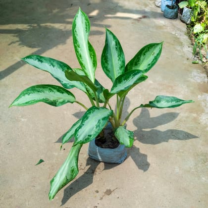 Buy Aglaonema Silver (~ 1.5 Ft) in 7 Inch Nursery Bag Online | Urvann.com