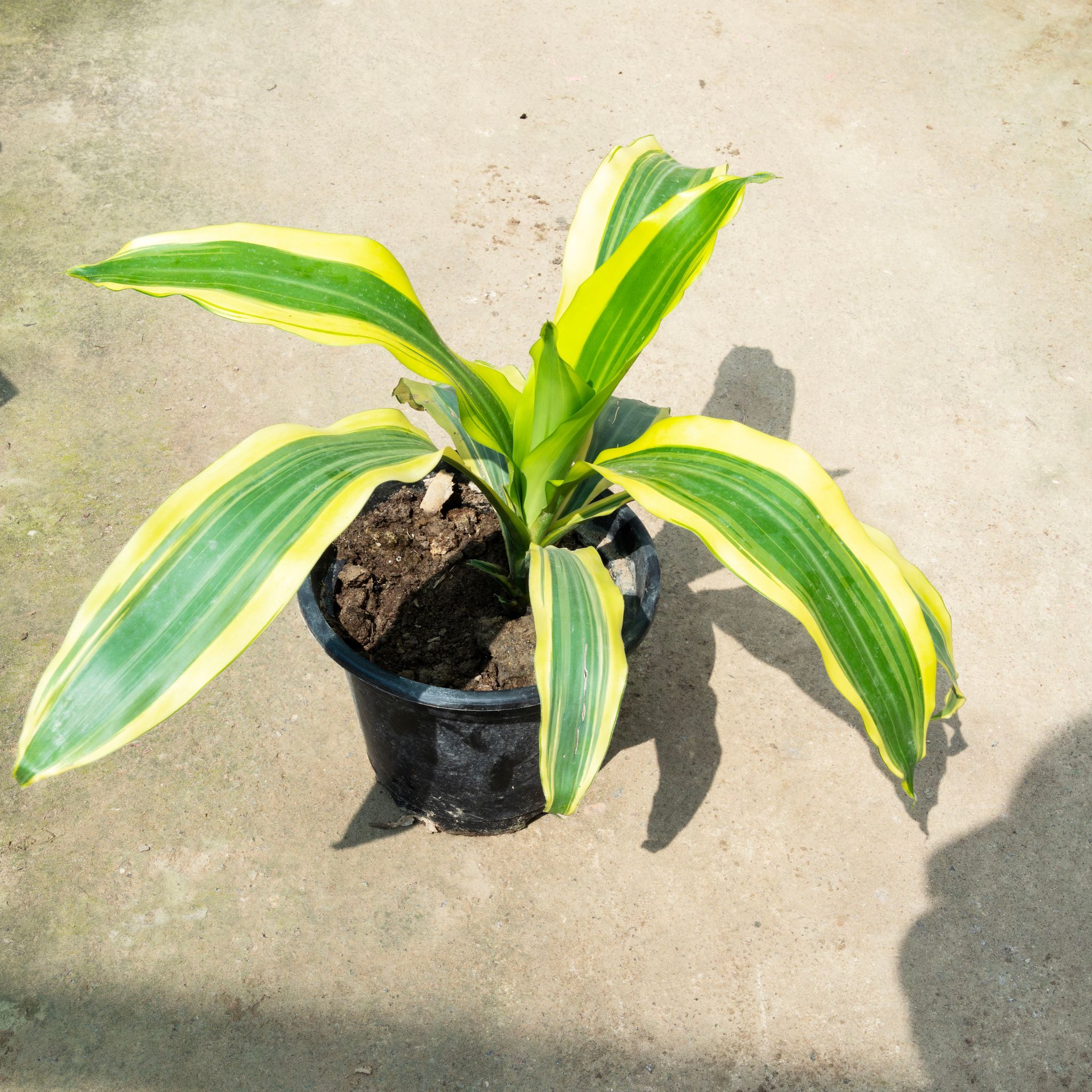 Dracaena Victoria in 8 Inch Nursery Pot