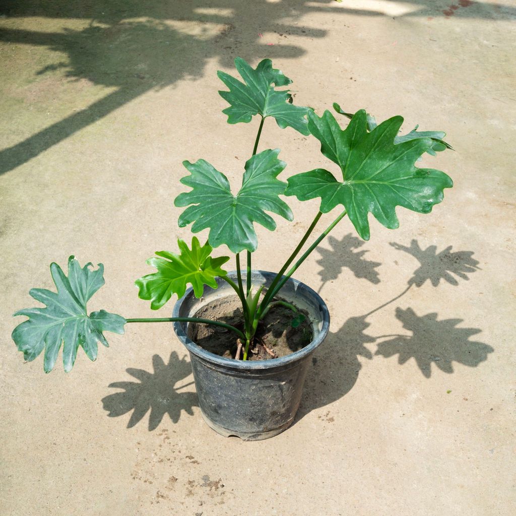 Buy Philodendron Selloum (~ 1.5 Ft) in 8 Inch Nursery Pot Online | Urvann.com Philodendron Selloum (~ 1.5 Ft) in 8 Inch Nursery Pot