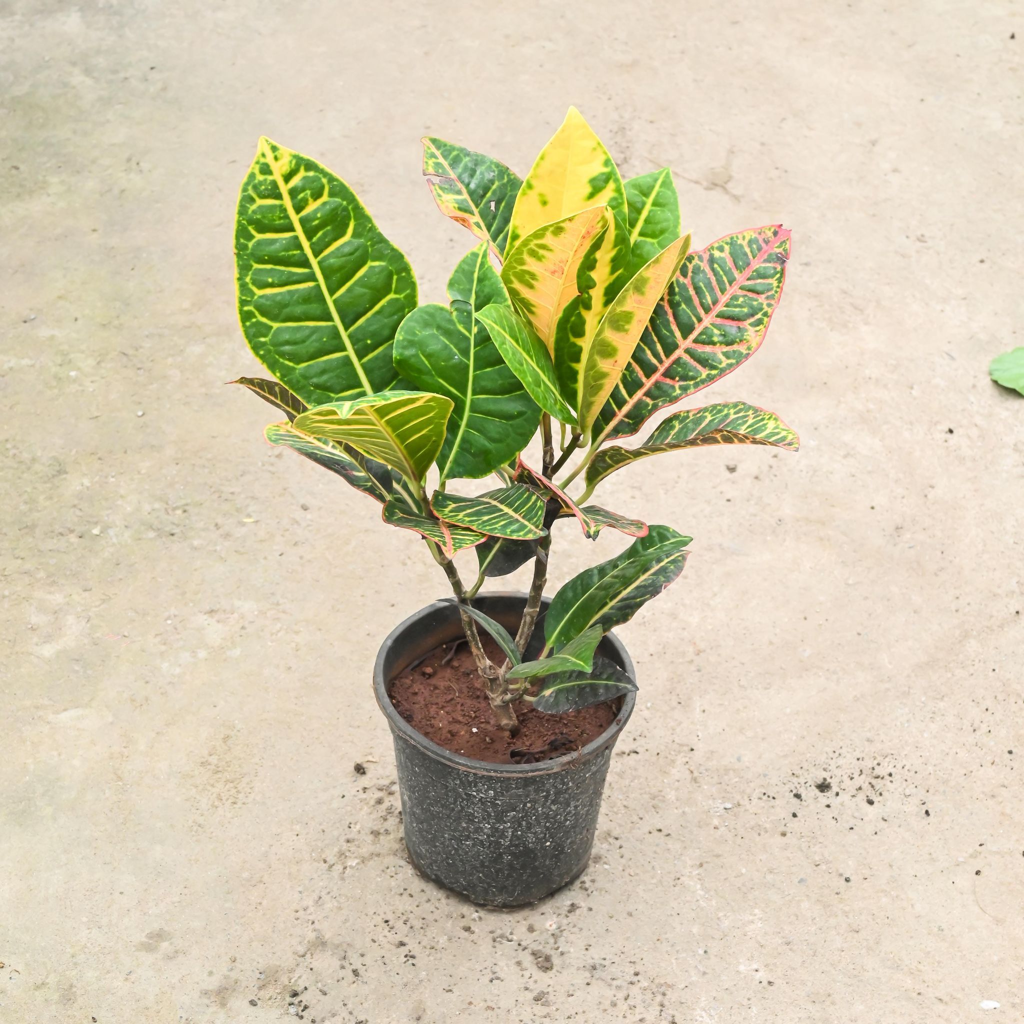 Croton Petra in 6 Inch Nursery Pot