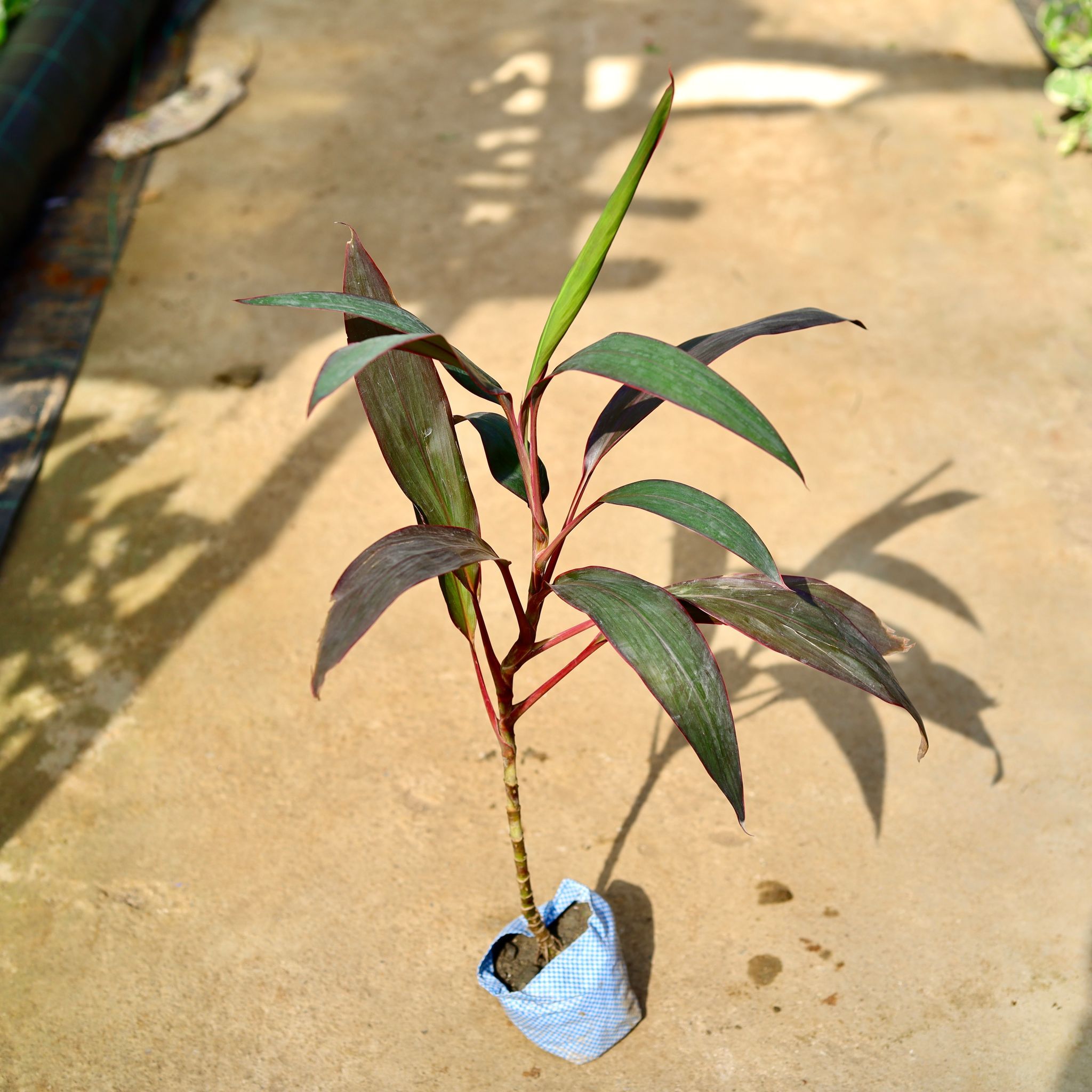 Dracaena Mahatma in 4 Inch Nursery Bag