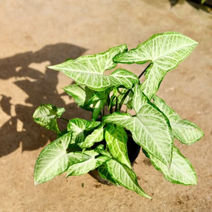 Buy Syngonium Variegated in 5 Inch Nursery Pot Online | Urvann.com