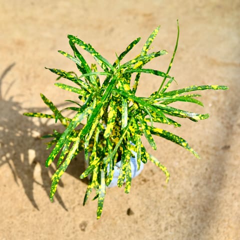 Chironji Croton in 4 Inch Nursery Bag