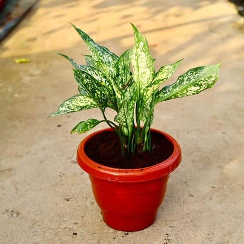 Aglaonema Snow White in 10 Inch Terracotta Red Classy Plastic Pot