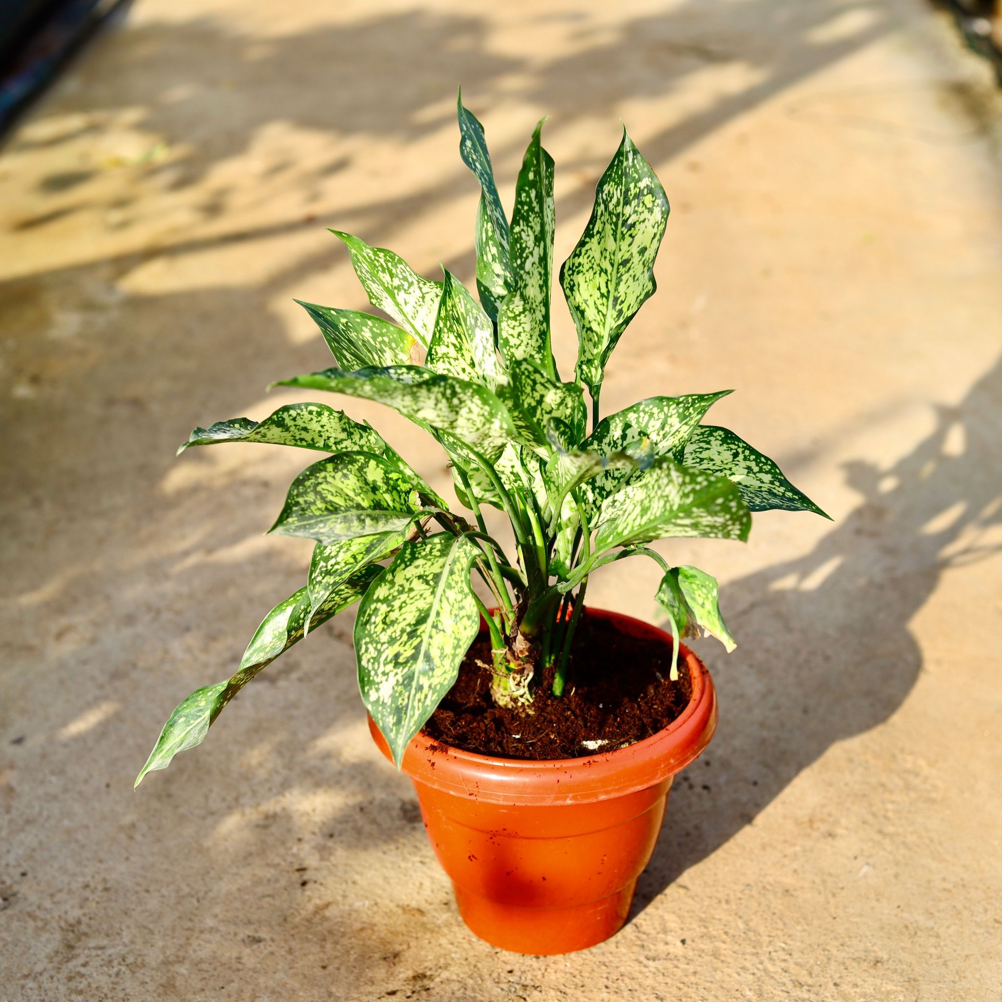 Aglaonema Snow White in 10 Inch Terracotta Red Classy Plastic Pot