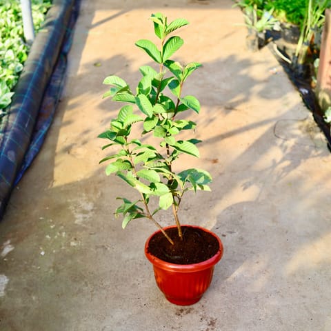 Amrood / Guava Red Taiwan in 10 Inch Live Plant Terracotta Red Olive Plastic Pot