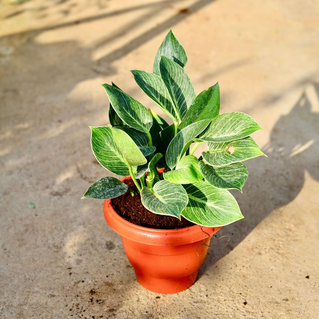 Buy Philodendron Birkin in 8 Inch Terracotta Red Classy Plastic Pot Online | Urvann.com Philodendron Birkin in 8 Inch Terracotta Red Classy Plastic Pot