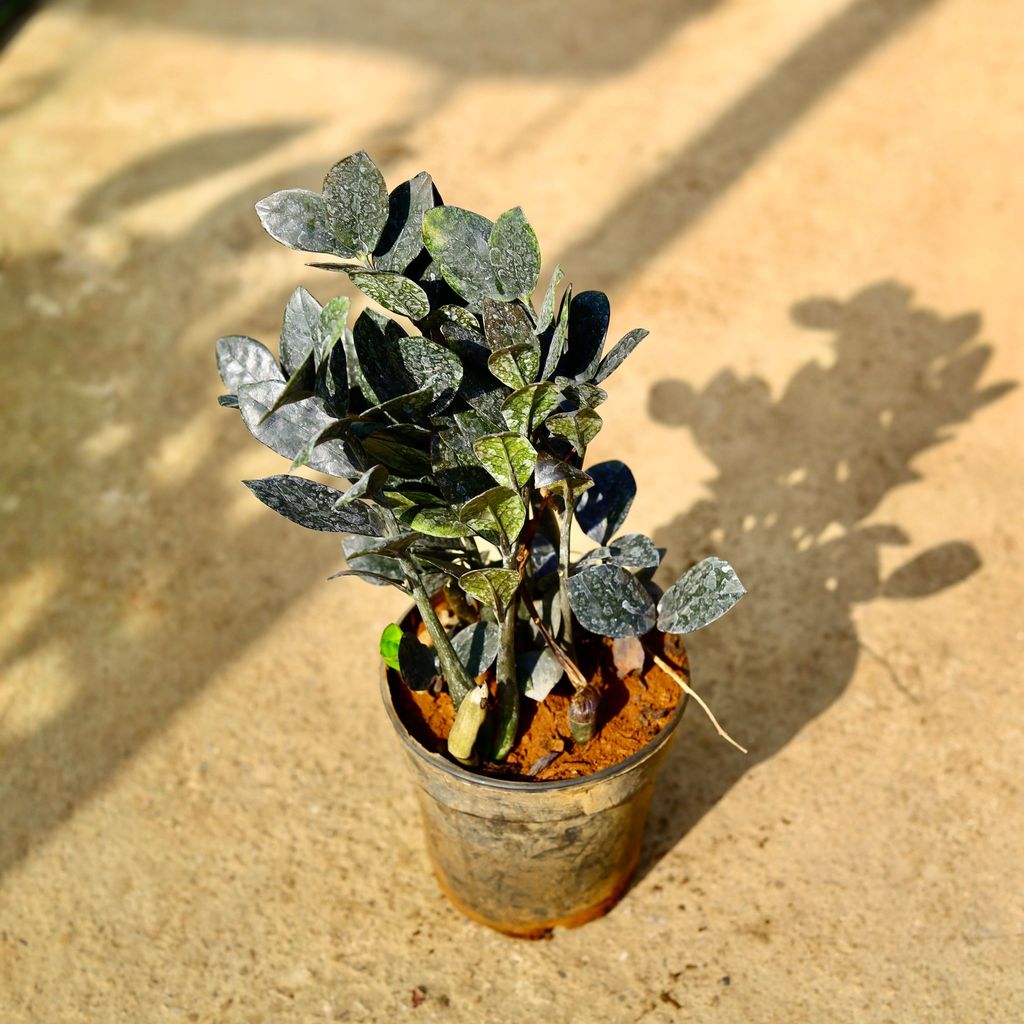 Buy Zz Black in 6 Inch Nursery Pot Online | Urvann.com Zz Black in 6 Inch Nursery Pot