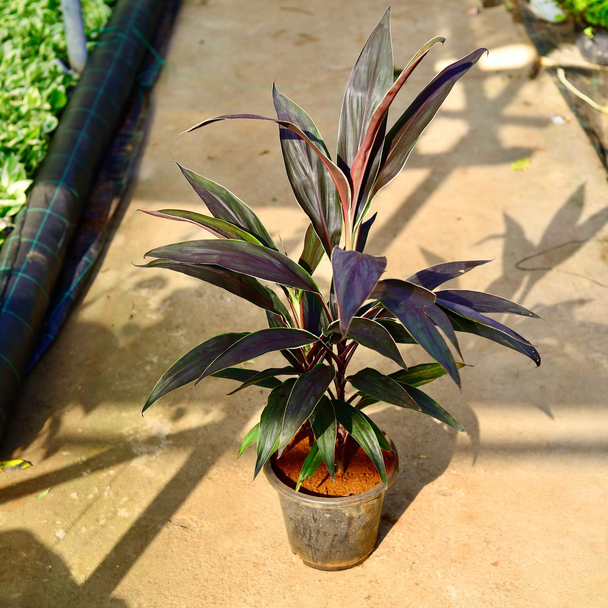 Dracaena Chocolate in 8 Inch Nursery Pot