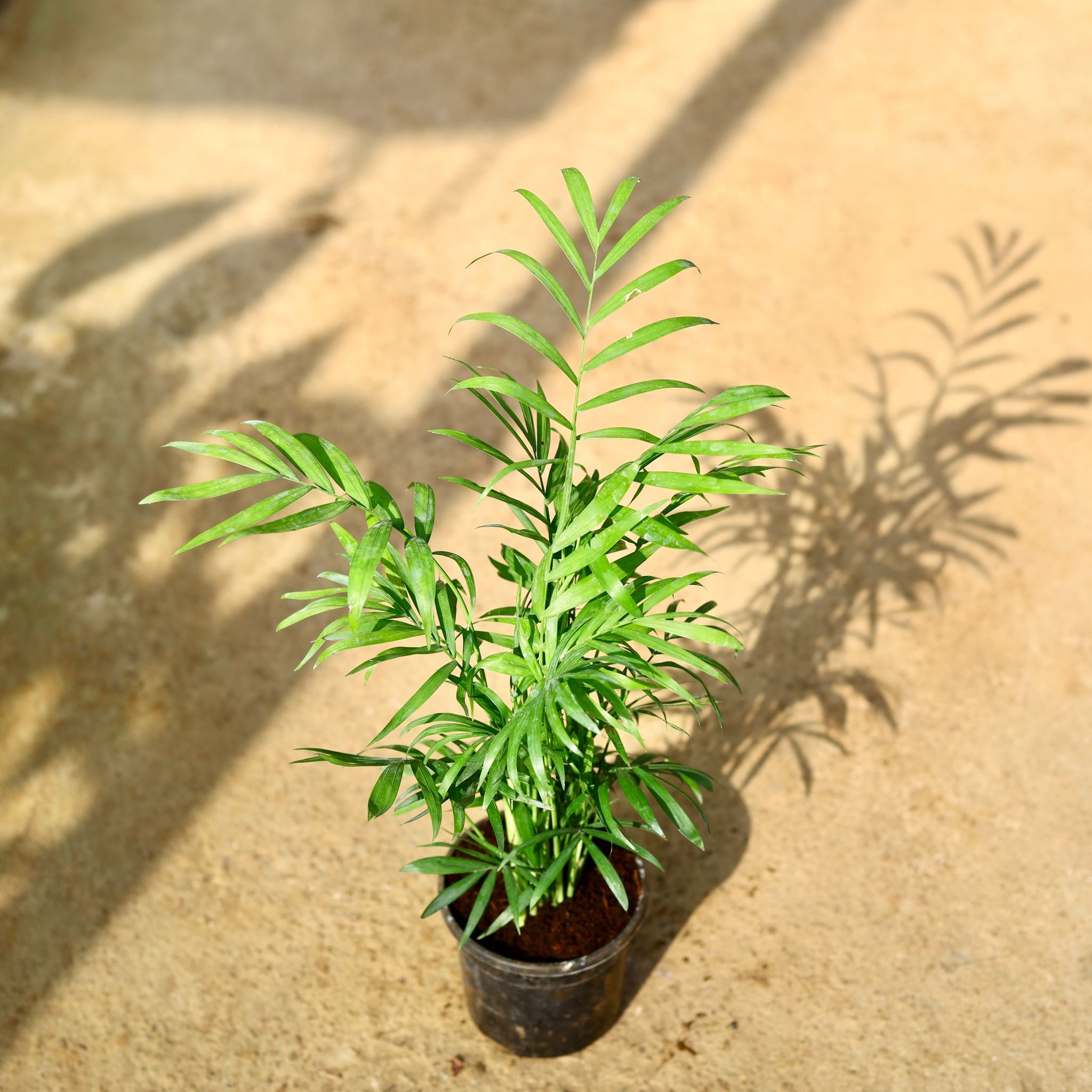 Chamaedorea Palm in 4 Inch Nursery Pot