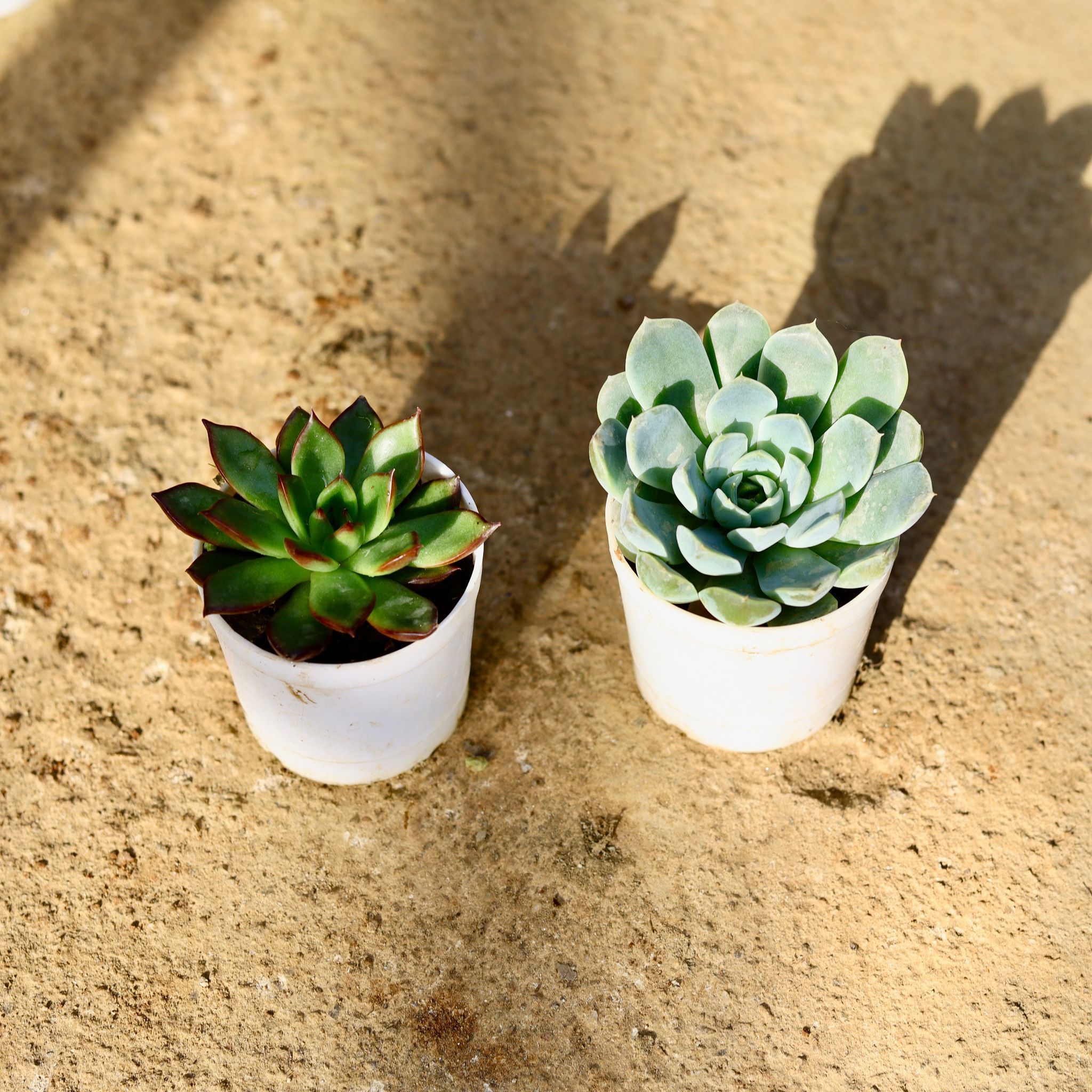 Set of 2 - Echeveria Succulent (Elegans & Rubra) in 3 Inch Nursery Pot