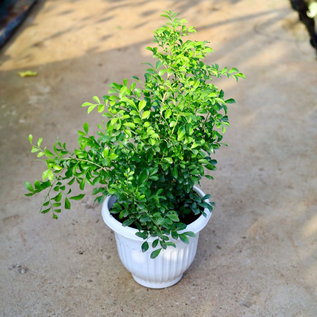 Buy Madhu Kamini (Any Colour) in 10 Inch White Olive Plastic Pot Online | Urvann.com Madhu Kamini (Any Colour) in 10 Inch White Olive Plastic Pot