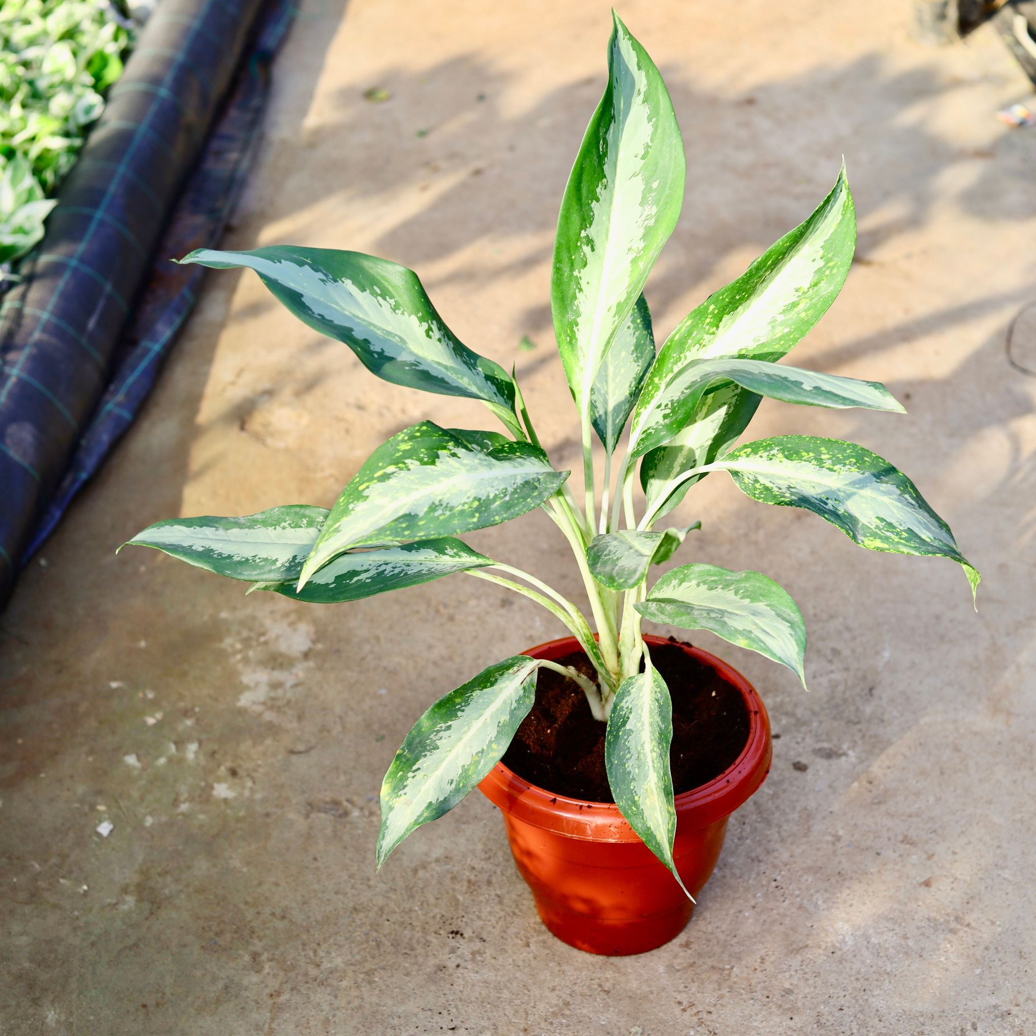 Aglaonema Dove in 10 Inch Terracotta Red Classy Plastic Pot