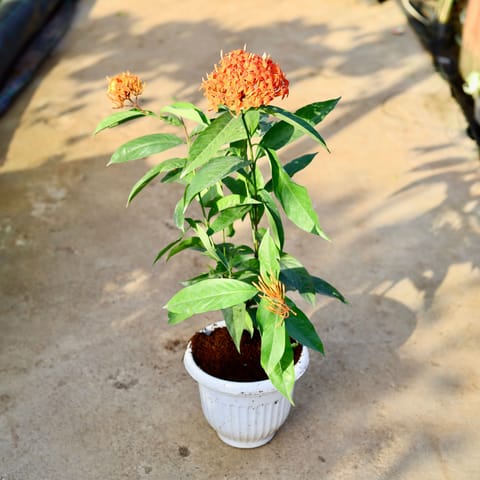 Ixora Singapore in 8 Inch White Olive Plastic Pot