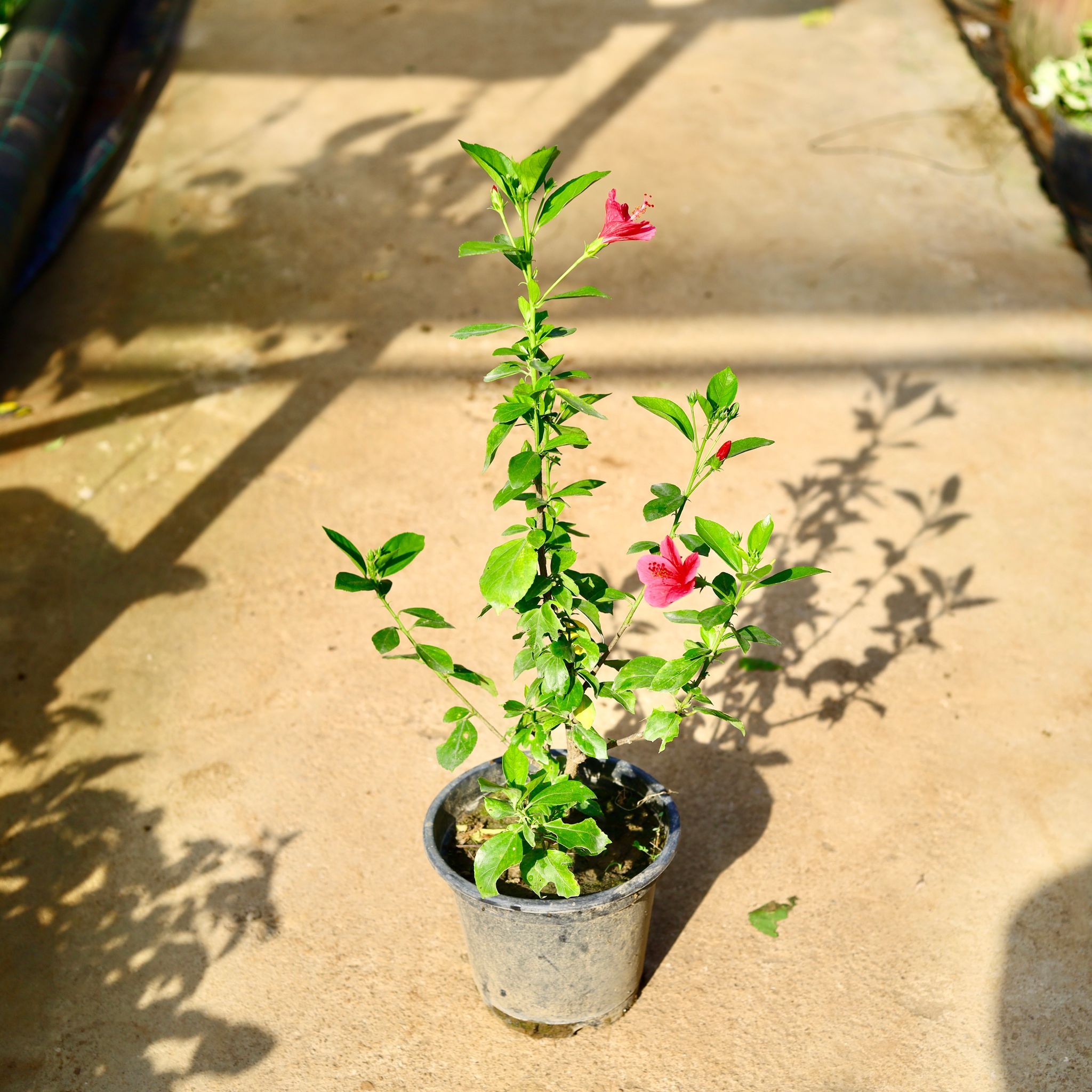 Hibiscus / Gudhal High Choice in 8 Inch Nursery Pot