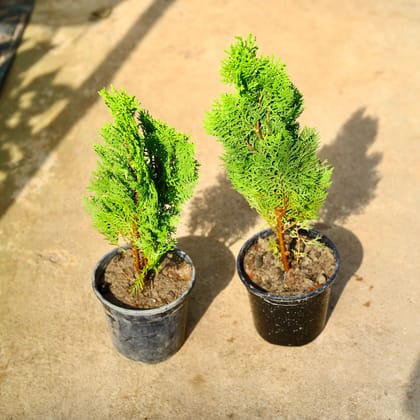 Buy Set of 2 - Morpankhi in 6 Inch Nursery Pot Online | Urvann.com